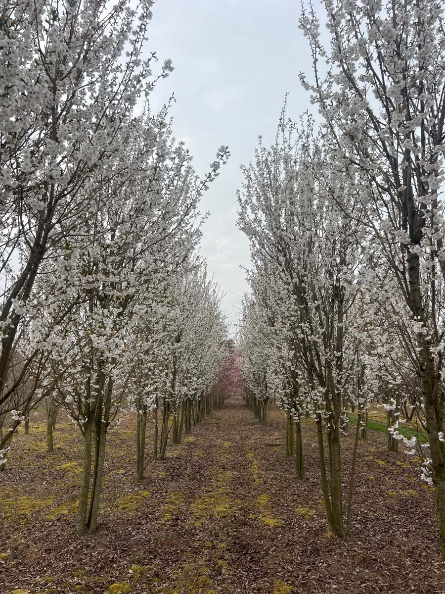 Prunus 'Umineko' meerstammig / struik meerstammig