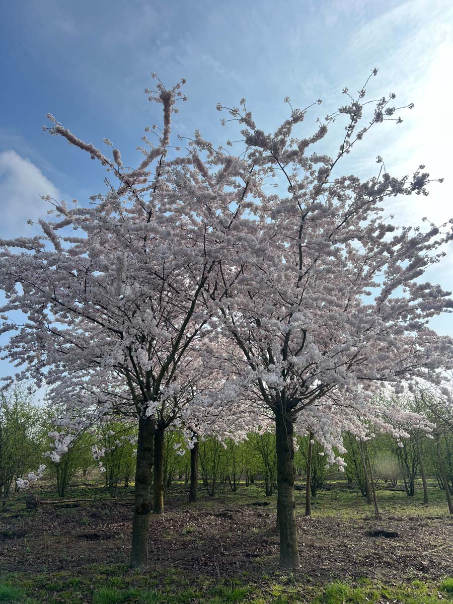 Prunus yedoensis op stam op stam