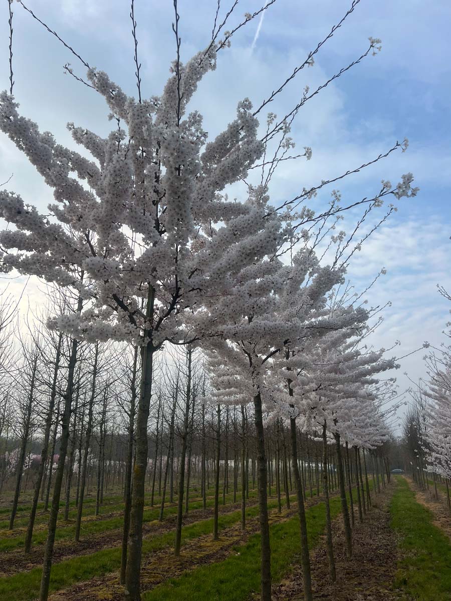 Prunus yedoensis op stam op stam