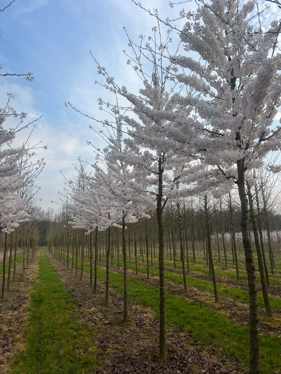 Prunus yedoensis op stam op stam