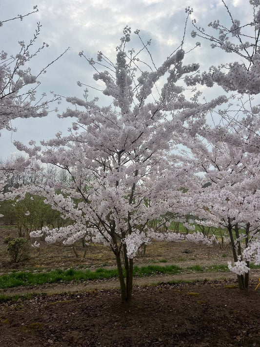 Prunus yedoensis meerstammig / struik meerstammig