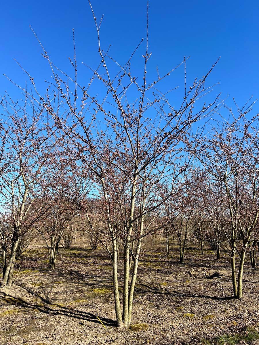 Prunus yedoensis meerstammig / struik meerstammig