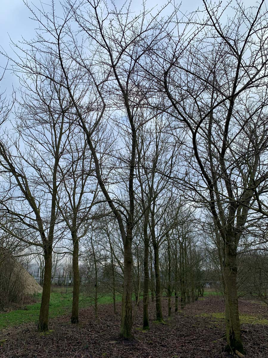 Prunus yedoensis op stam op stam