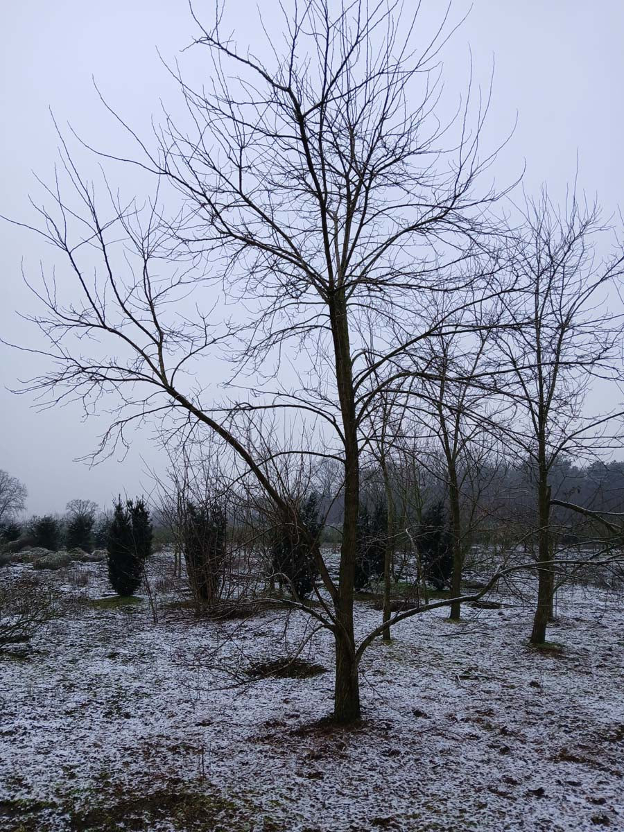 Robinia pseudoacacia 'Frisia' op stam op stam