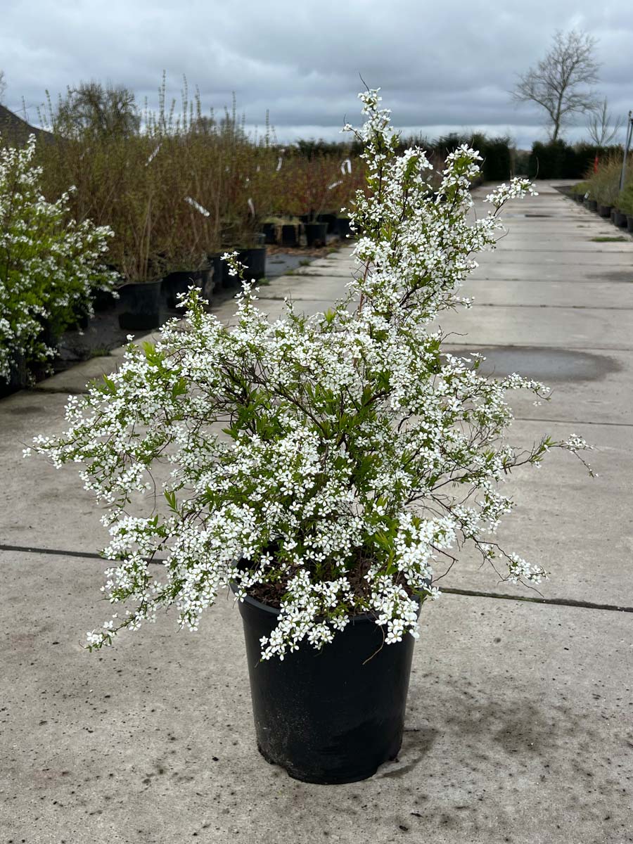 Spiraea thunbergii Tuinplanten tuinplanten