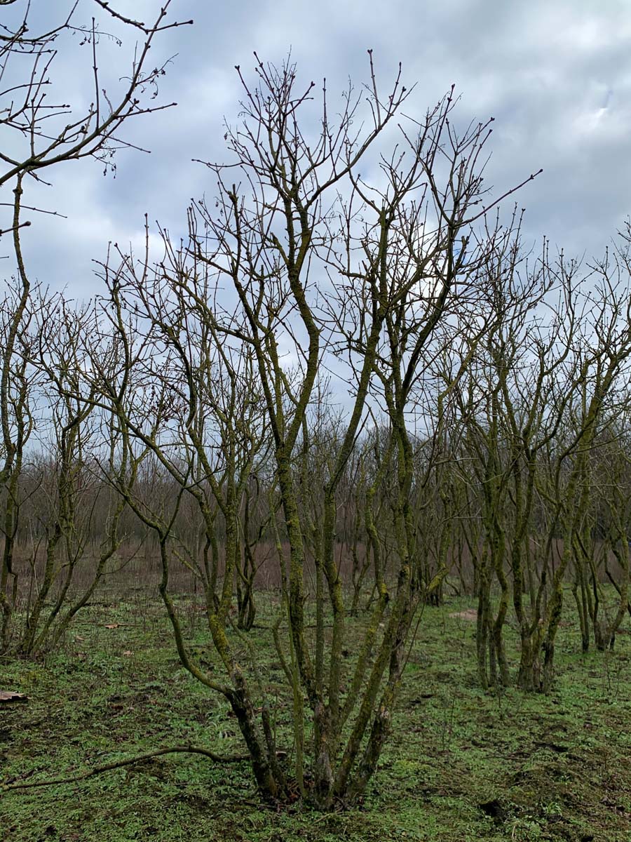 Syringa vulgaris 'Prof. Hoser' meerstammig / struik struik