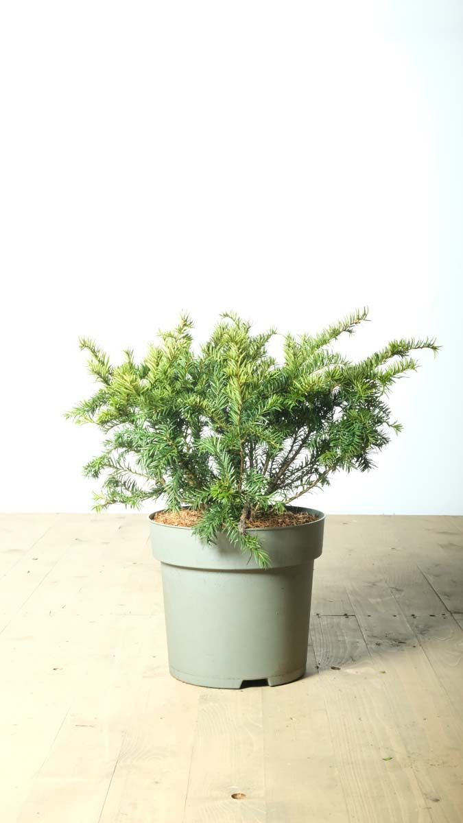 Taxus baccata 'Repandens' Tuinplanten tuinplanten