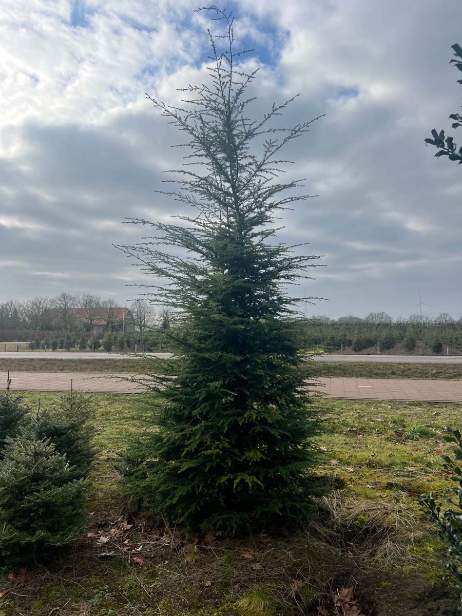 Tsuga heterophylla solitair