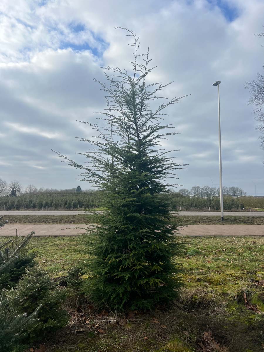 Tsuga heterophylla solitair