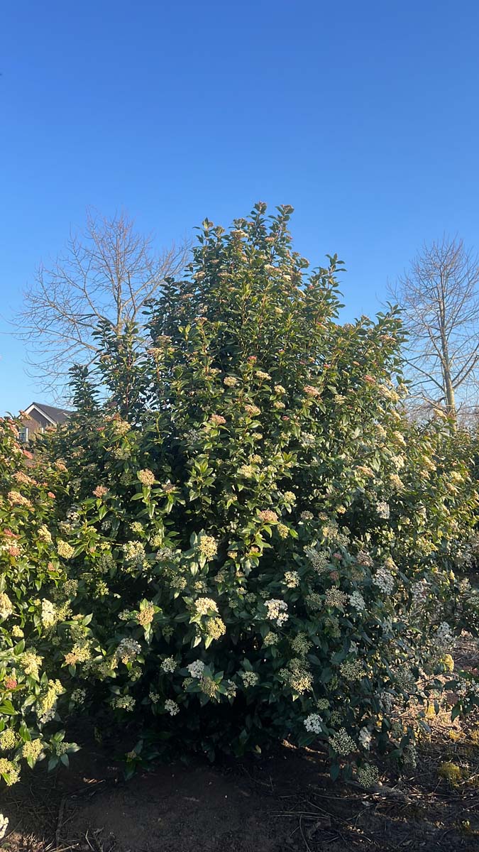 Viburnum tinus meerstammig / struik struik