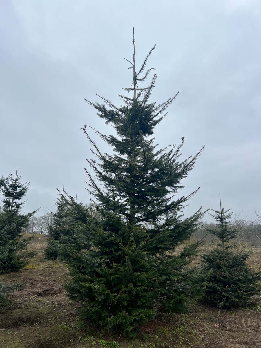 ABIGRAND400-450DRSOLw150200 hoogte 400-450