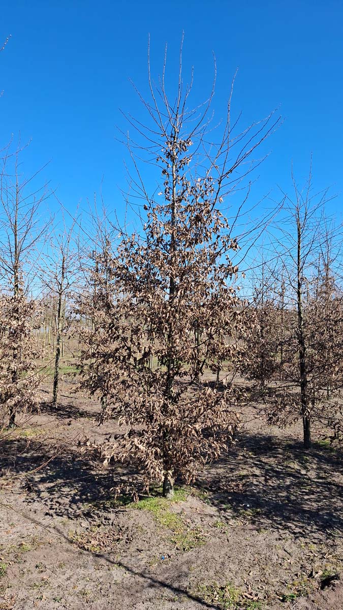 CABETULU20-25HODRGEV stamomtrek 20-25