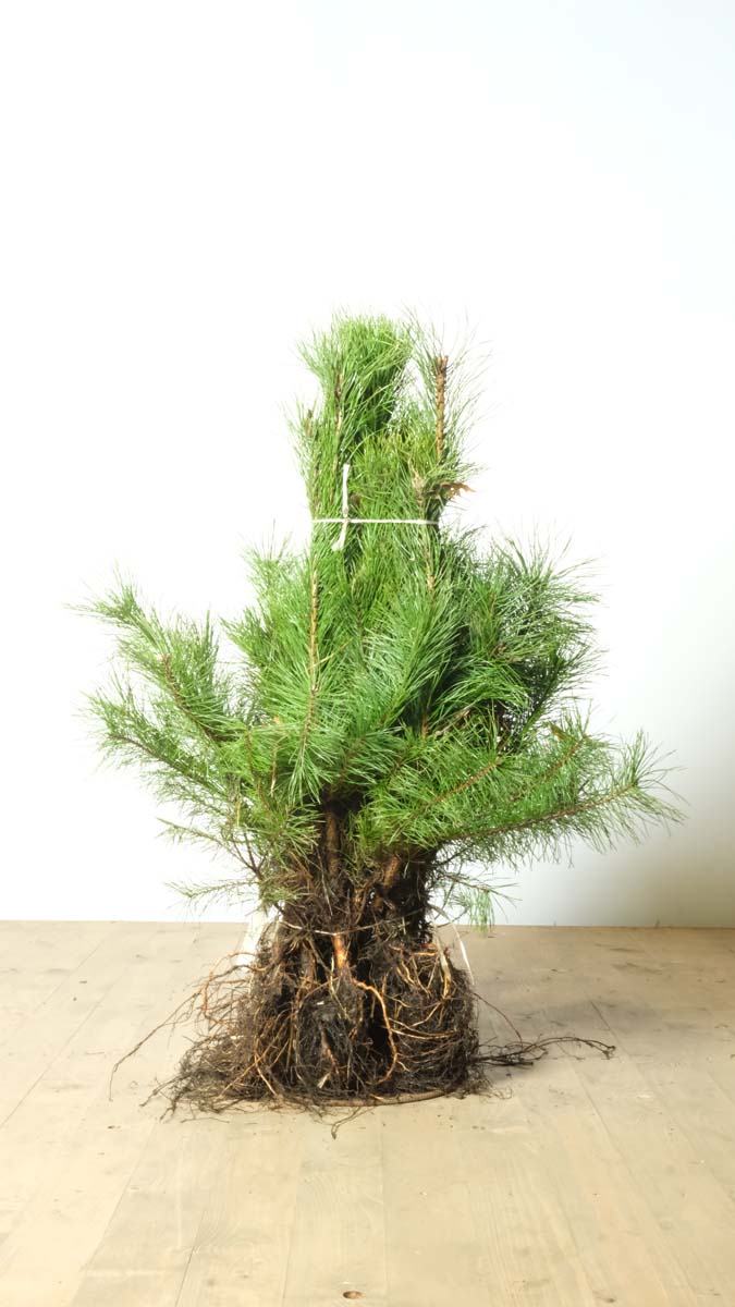 PISYLVES40-60WPLANTSOE hoogte 40-60