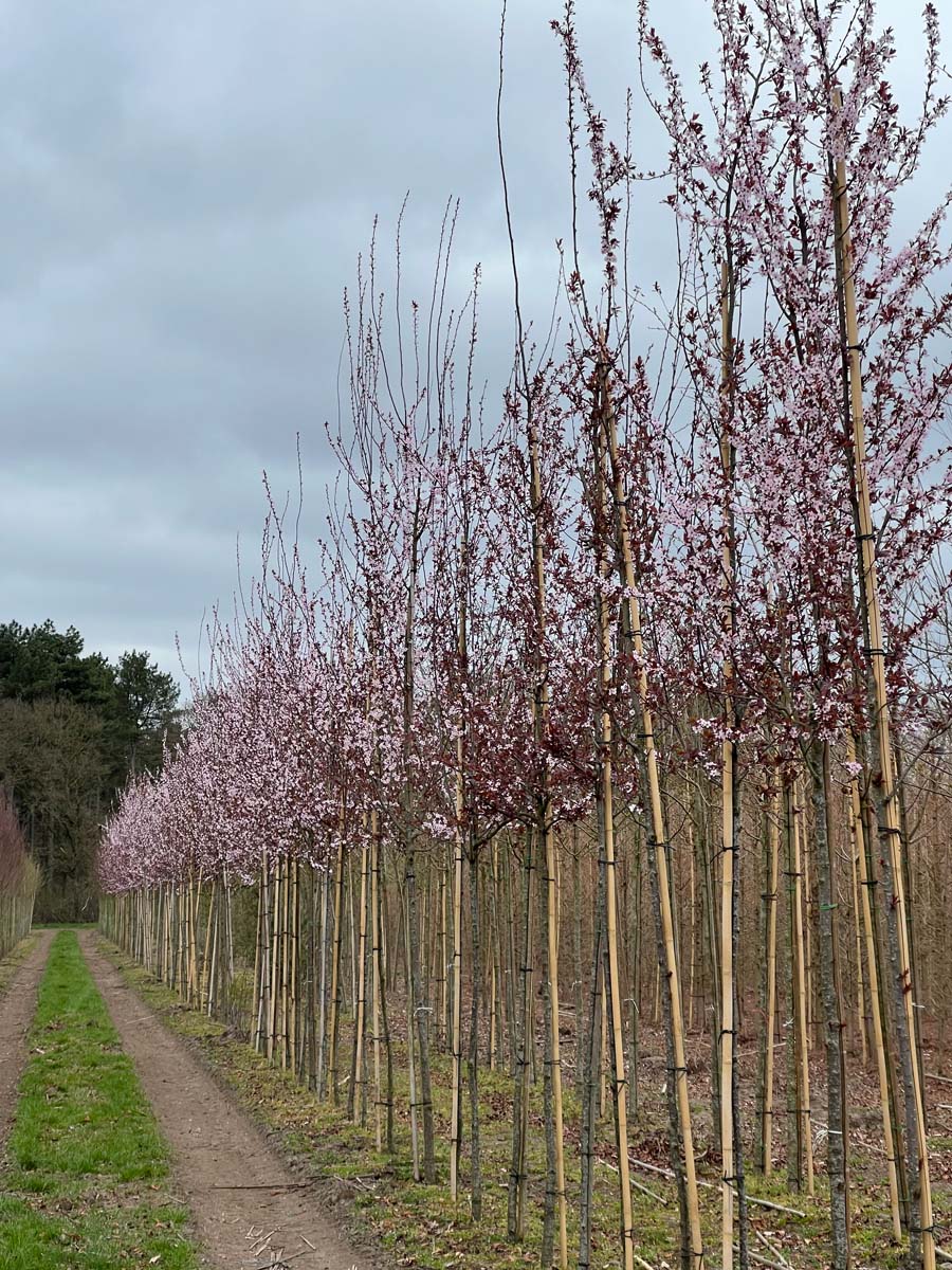 PRCNIGRA12-14HODR stamomtrek 12-14