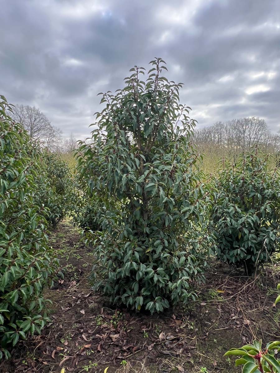 PRULANGU150-175DRSTR hoogte 150-175