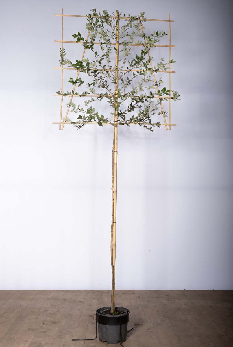 Quercus ilex leiboom leiboom