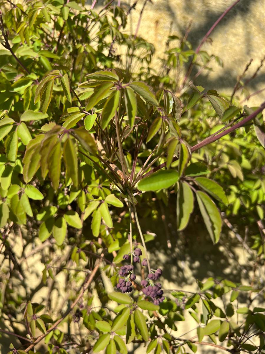 Akebia quinata bloemknop