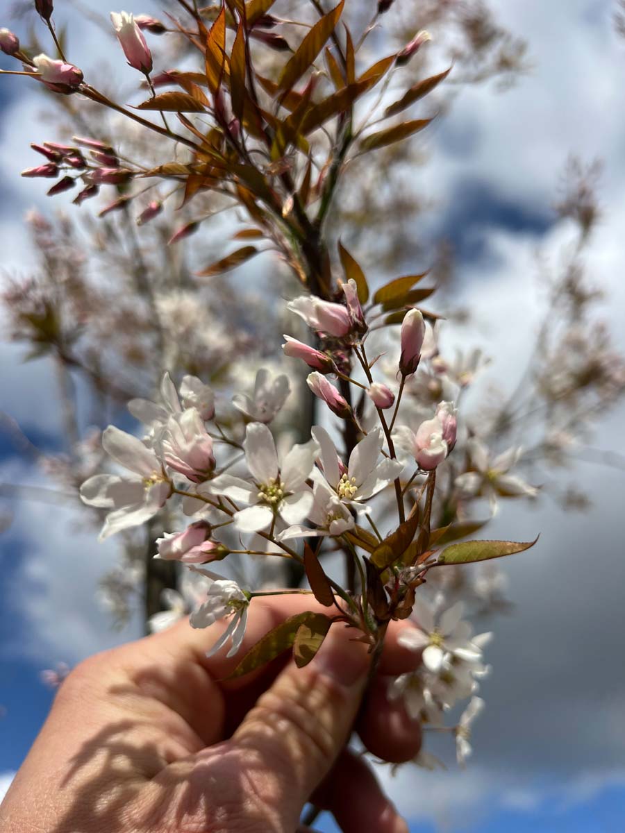 Amelanchier arborea 'Robin Hill' solitair bloem