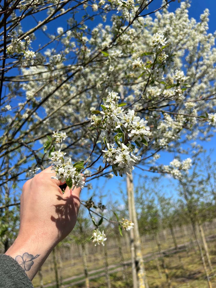 Amelanchier canadensis 'Glennform' op stam bloem