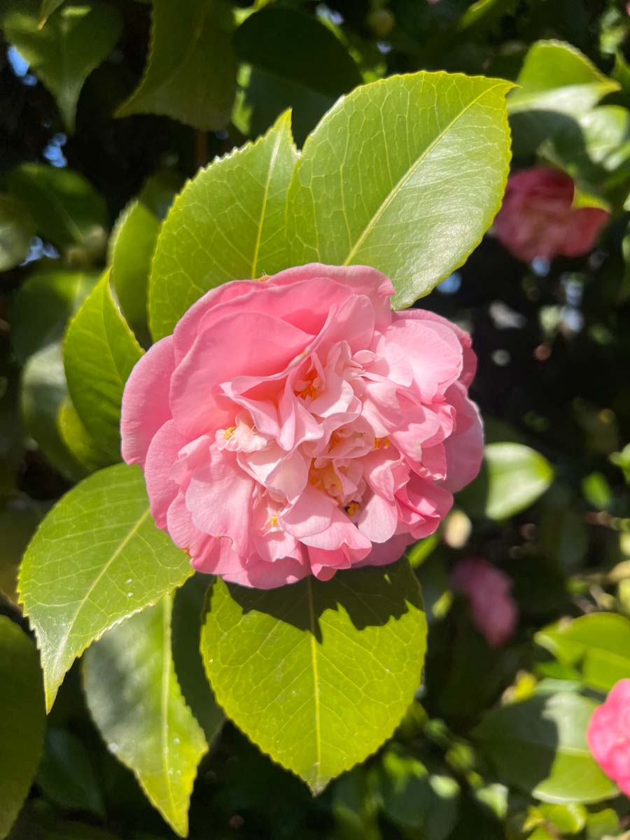 Camellia 'Spring Festival' op stam bloem