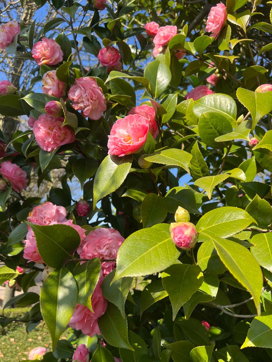 Camellia 'Spring Festival' bloesem