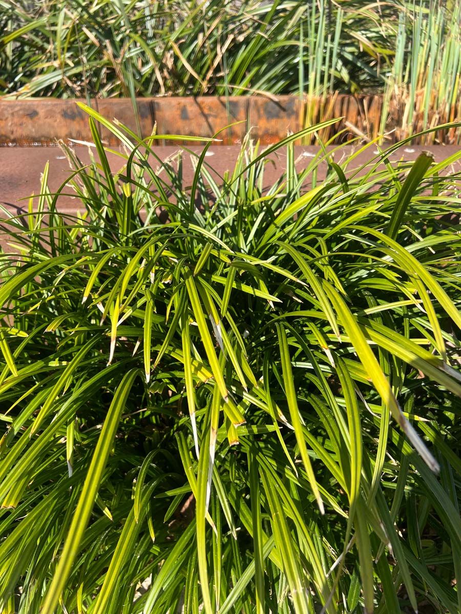 Carex morrowii 'Irish Green' blad