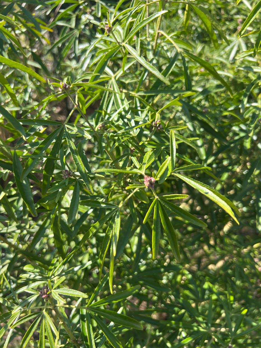 Choisya 'Aztec Pearl' meerstammig / struik blad