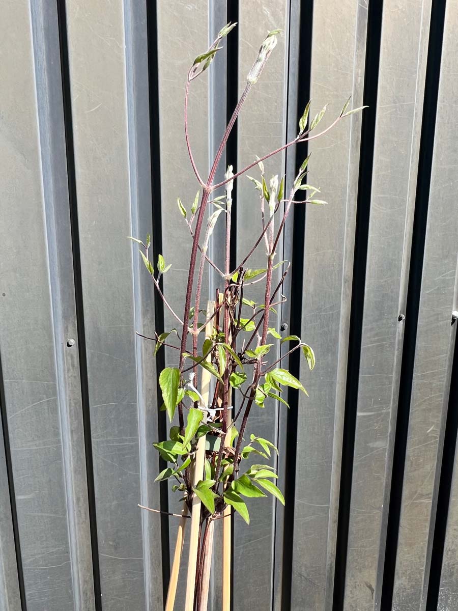 Clematis 'Hagley Hybrid' blad