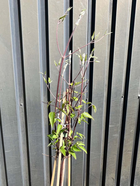 Clematis 'Hagley Hybrid' blad