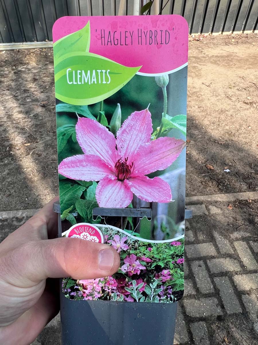 Clematis 'Hagley Hybrid' bloem