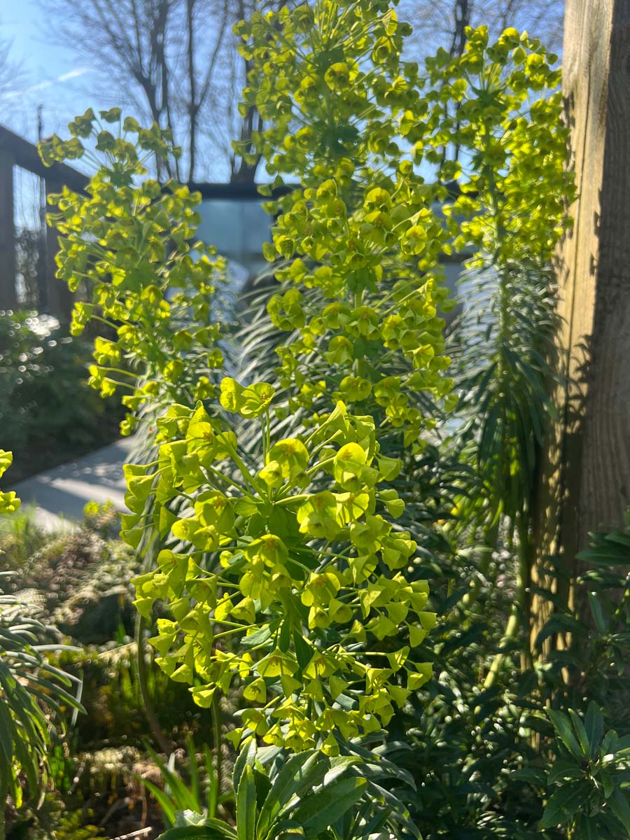 Euphorbia characias wulfenii bloem