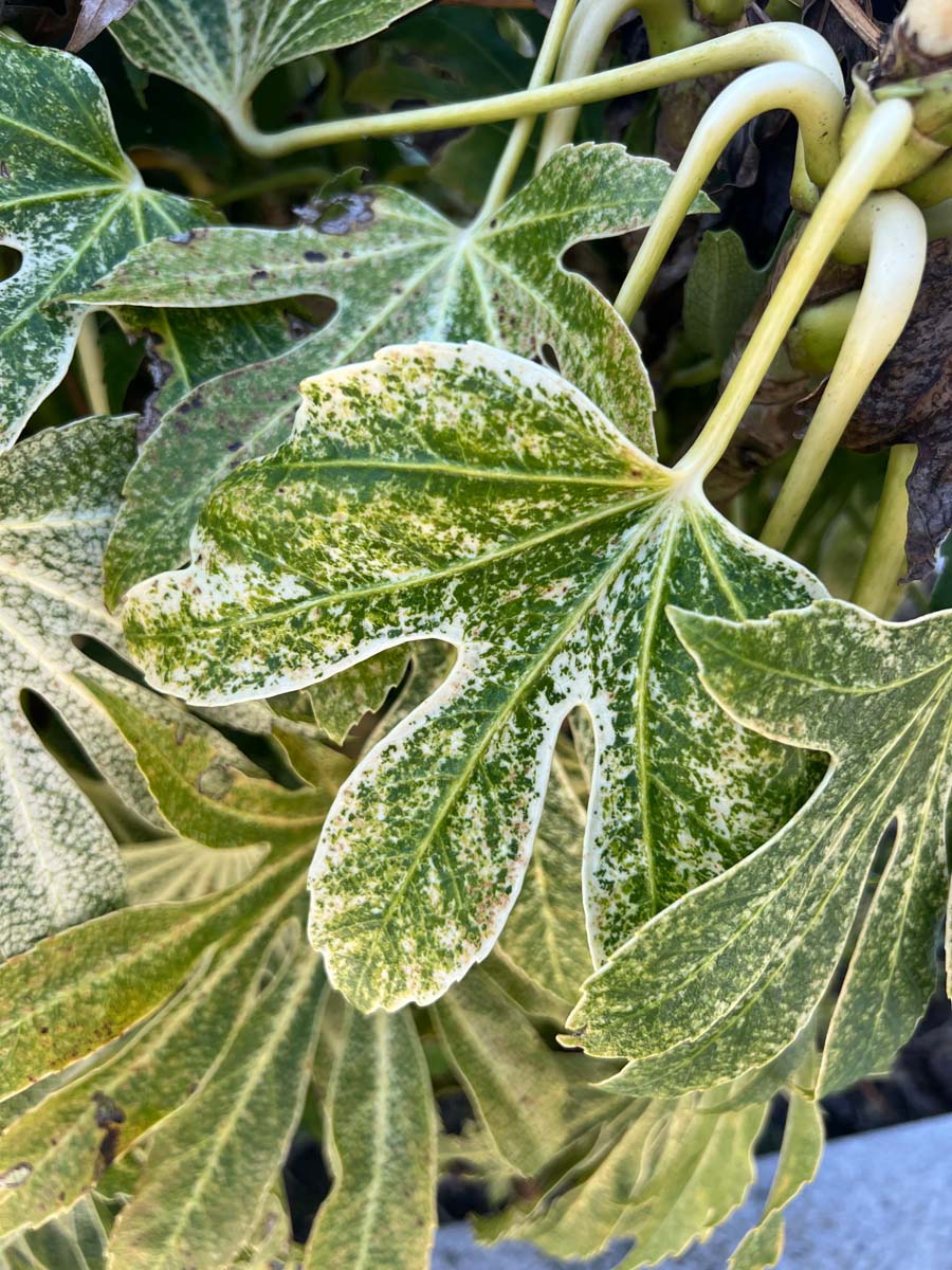 Fatsia japonica 'Spider's Web' blad
