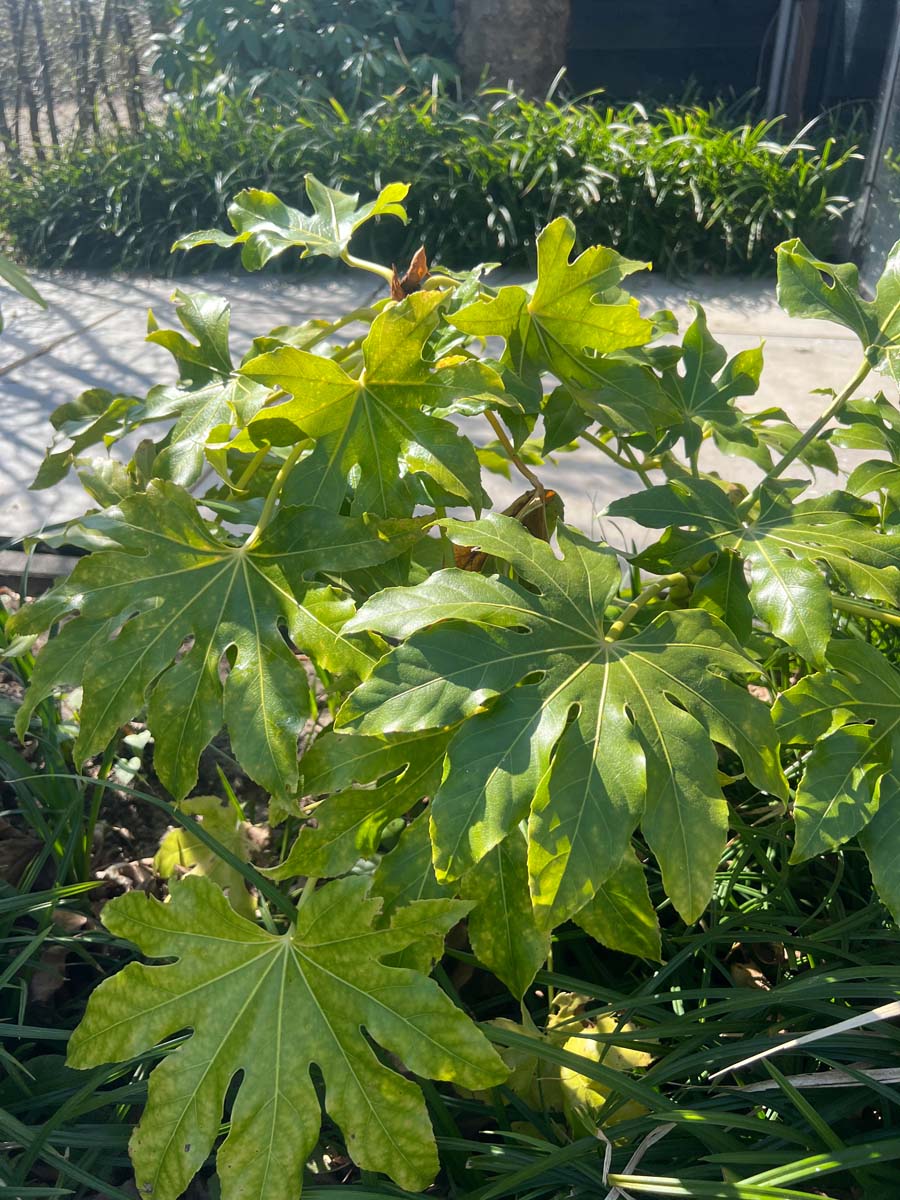 Fatsia japonica op stam bladeren