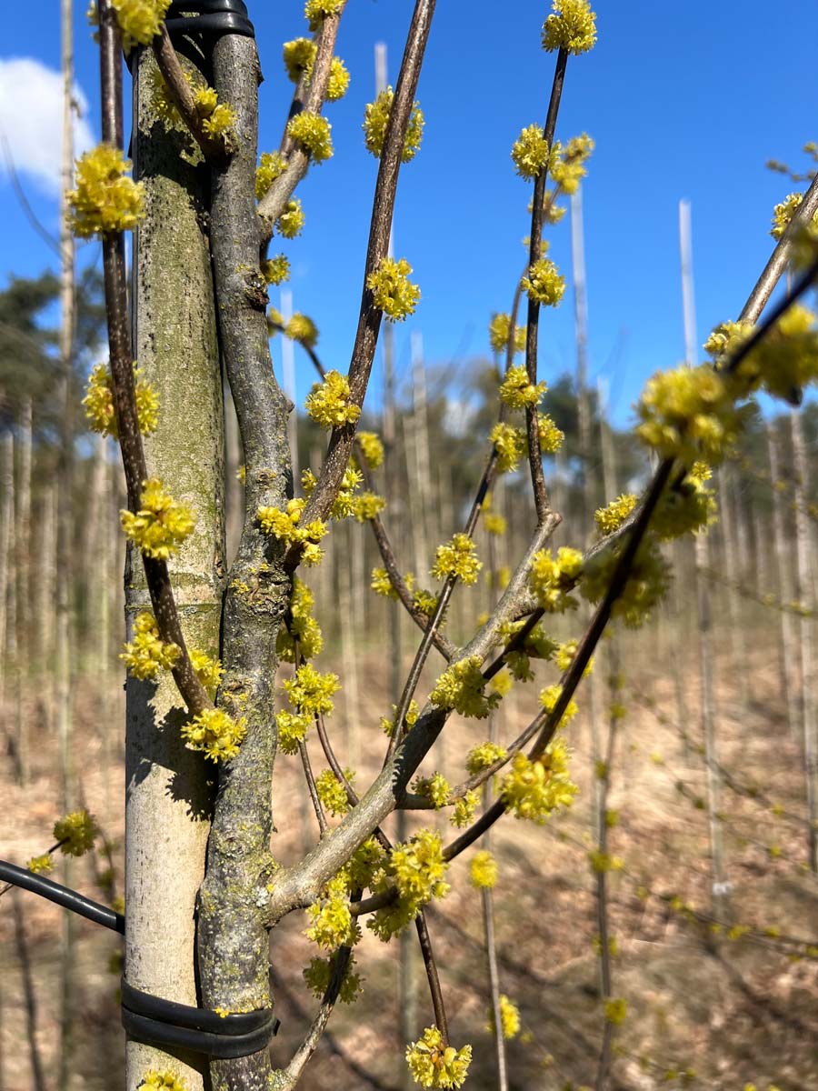 Lindera benzoin haagplant bloem