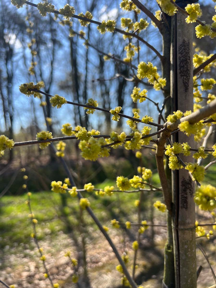 Lindera benzoin op stam bloem