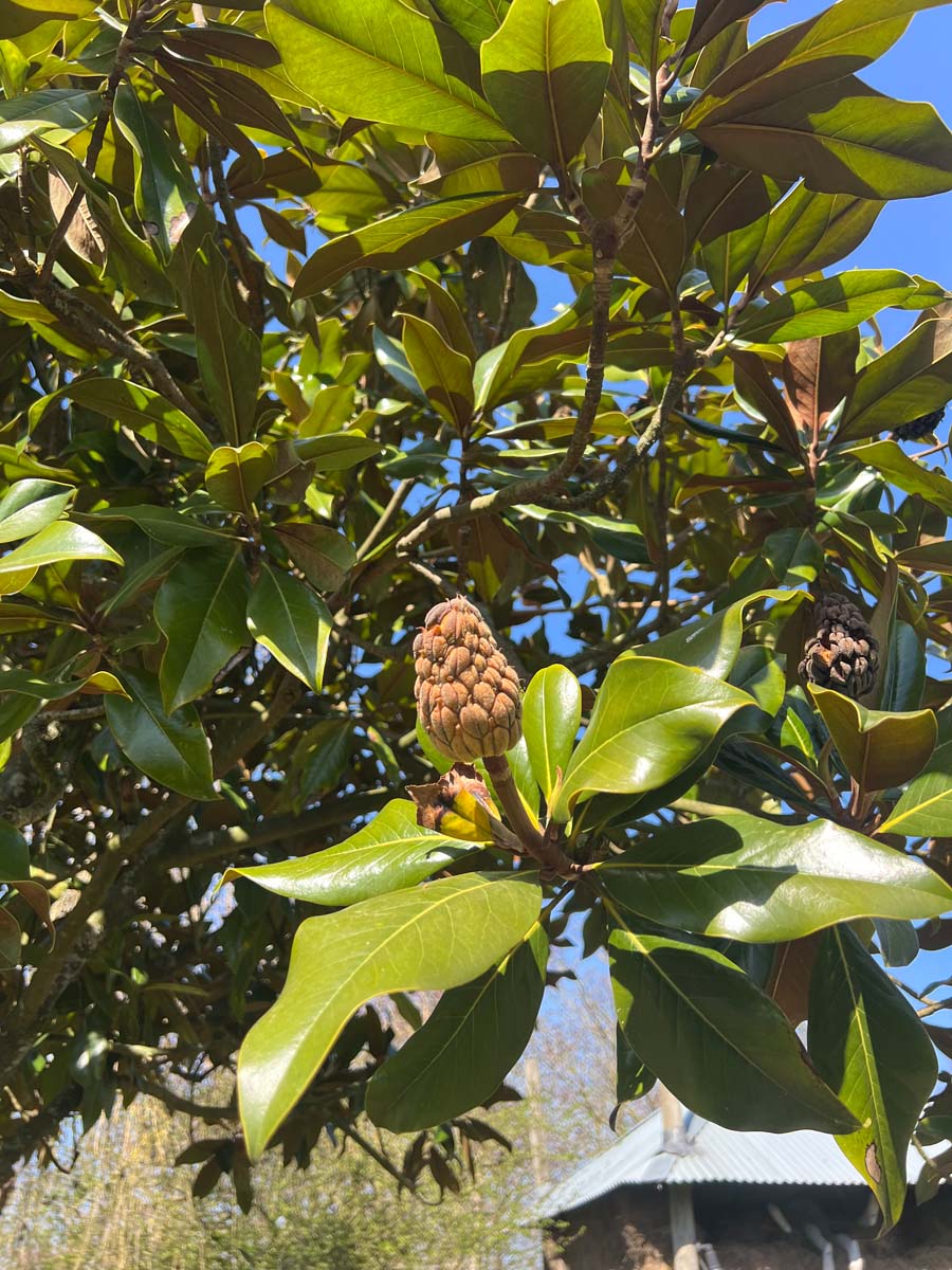 Magnolia grandiflora meerstammig / struik zaaddoos