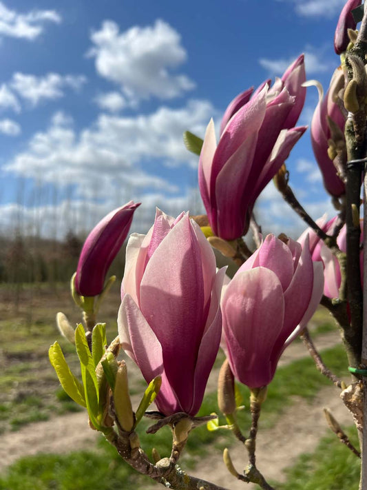 Magnolia 'Red Lucky' solitair bloem