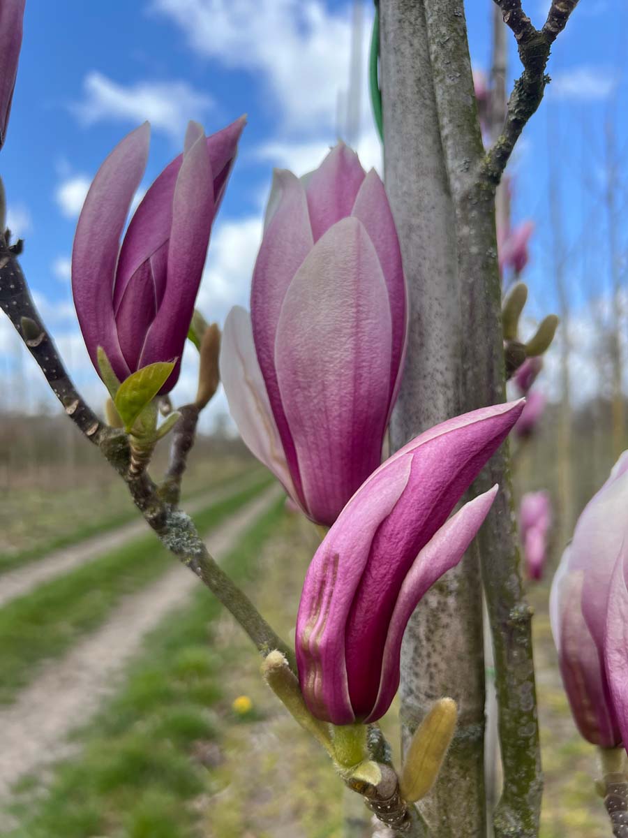 Magnolia 'Red Lucky' solitair bloem