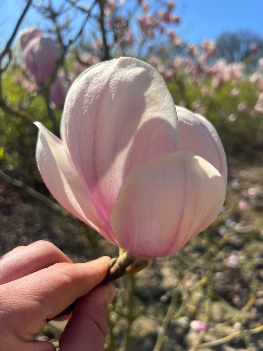 Magnolia soulangeana 'Sundew' meerstammig / struik bloem