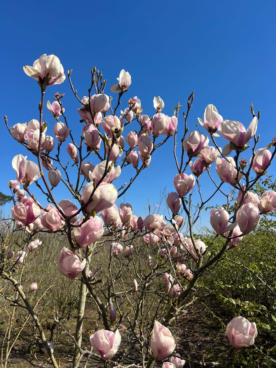 Magnolia soulangeana 'Sundew' meerstammig / struik bloesem
