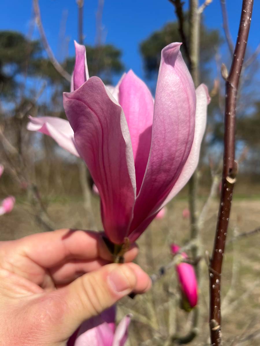 Magnolia 'Spectrum' op stam bloem