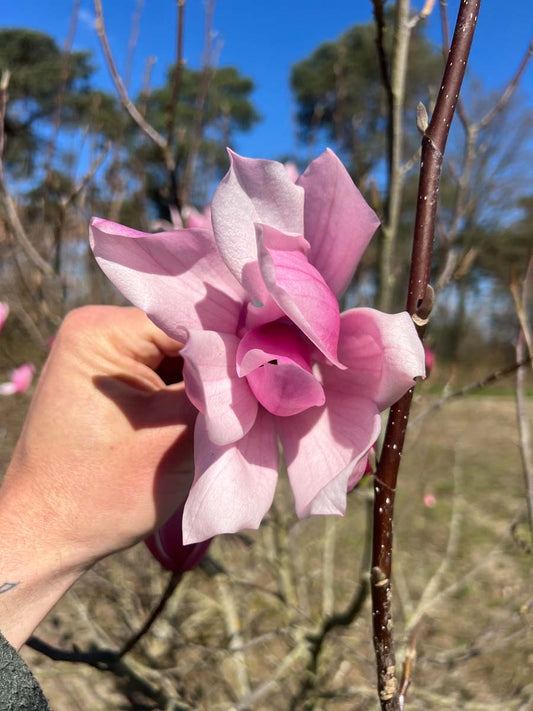 Magnolia 'Spectrum' solitair bloem