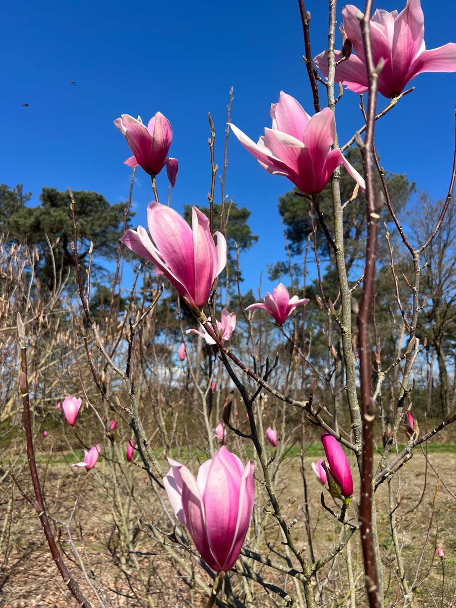 Magnolia 'Spectrum' op stam bloesem
