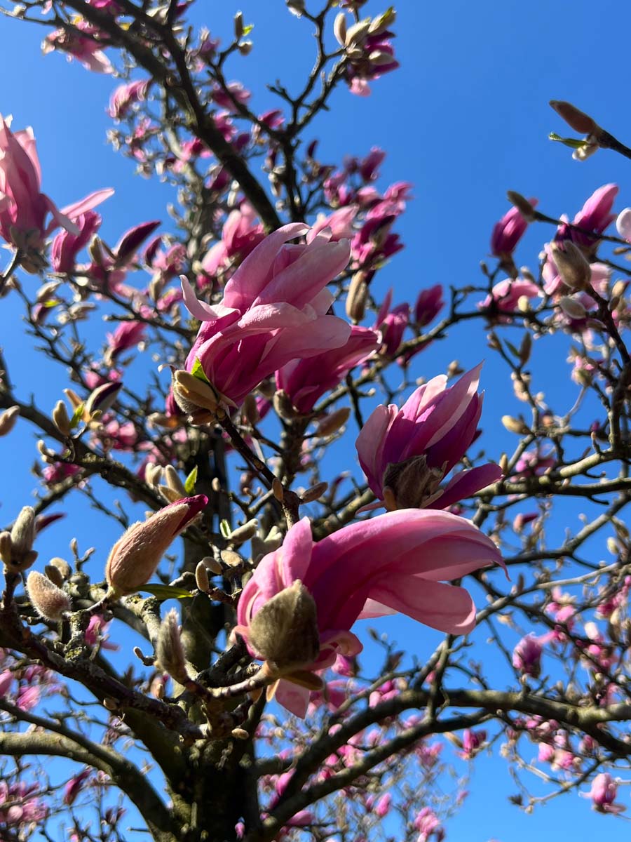 Magnolia 'Susan' solitair bloem