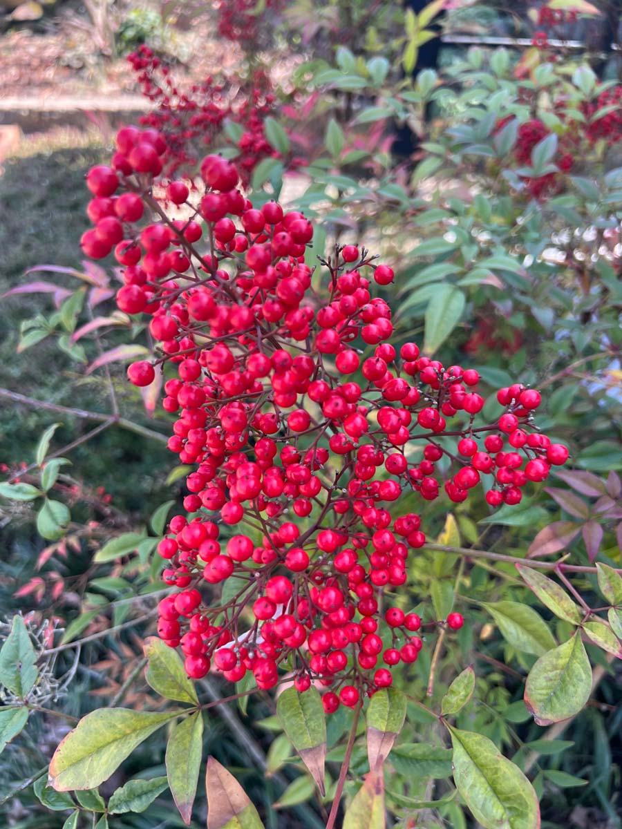Nandina domestica op stam bessen