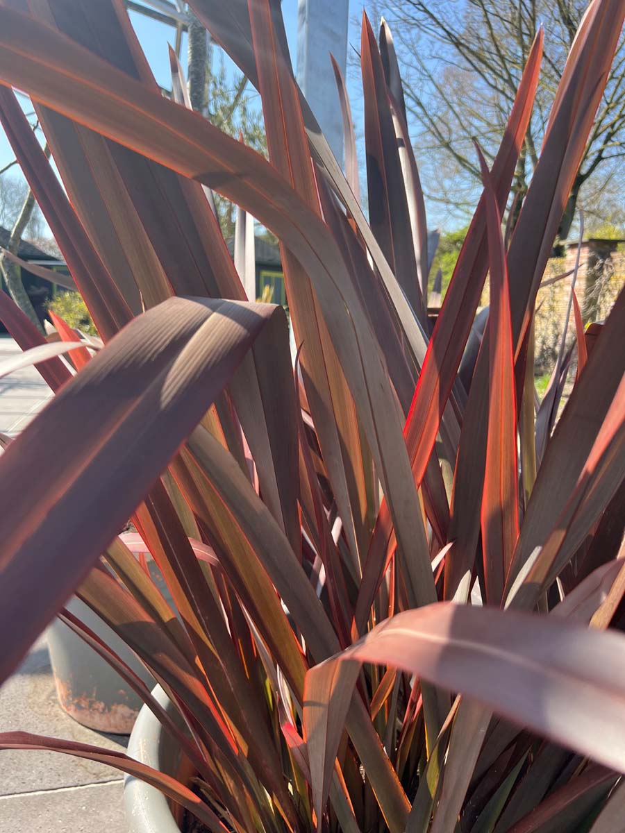 Phormium 'Amazing Red' bladeren