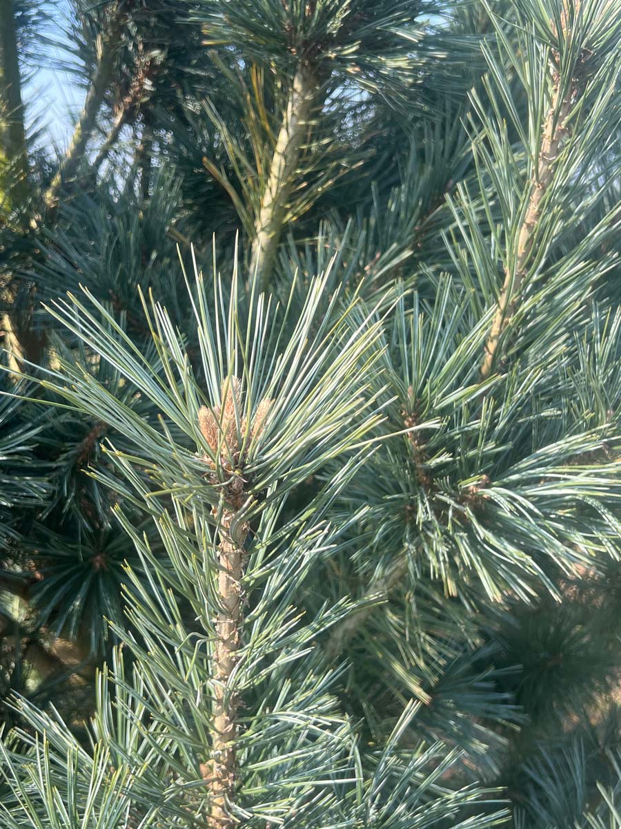 Pinus flexilis 'Vanderwolf's Pyramid' op stam naald