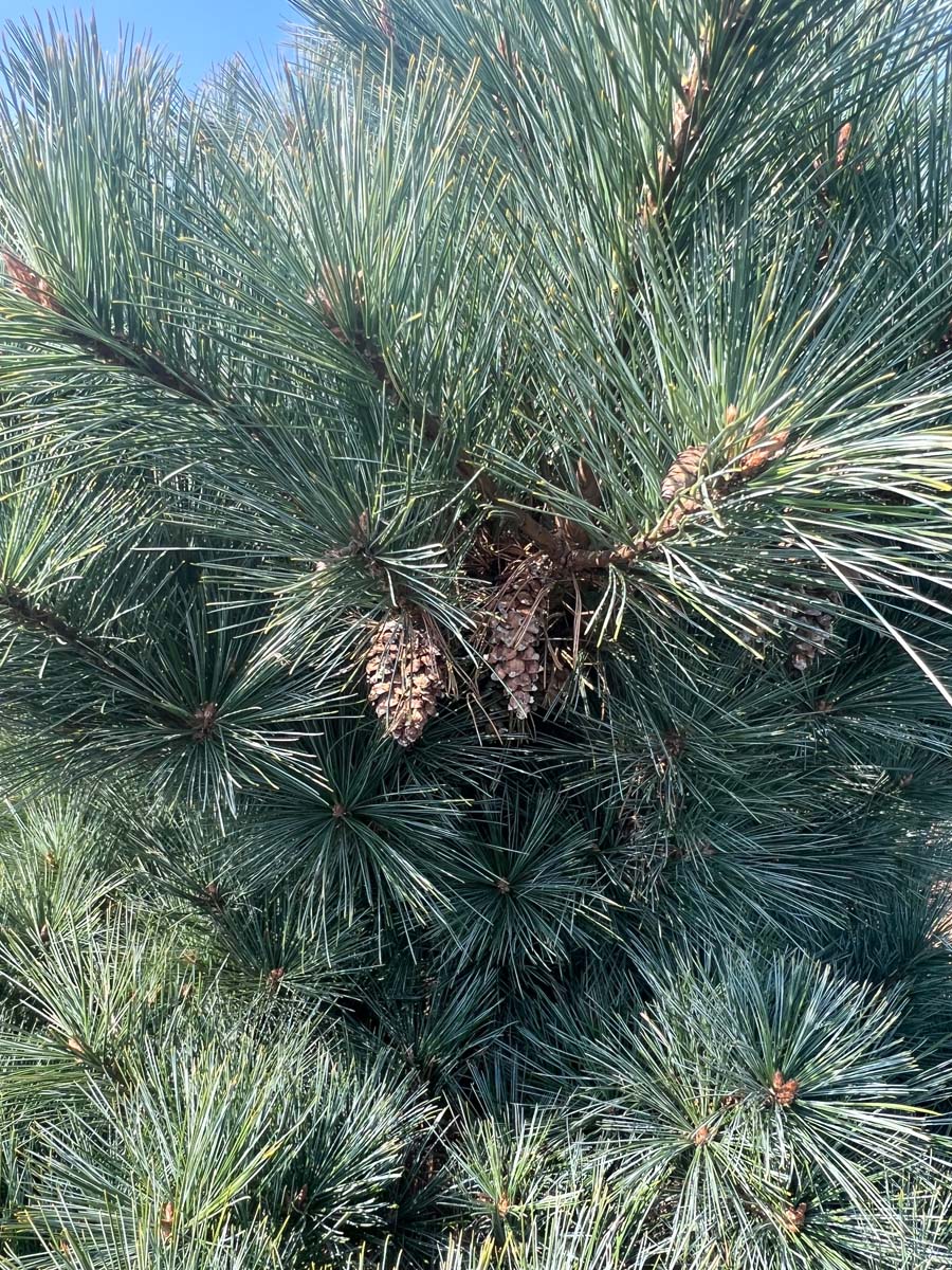 Pinus strobus 'Radiata' Tuinplanten kegel