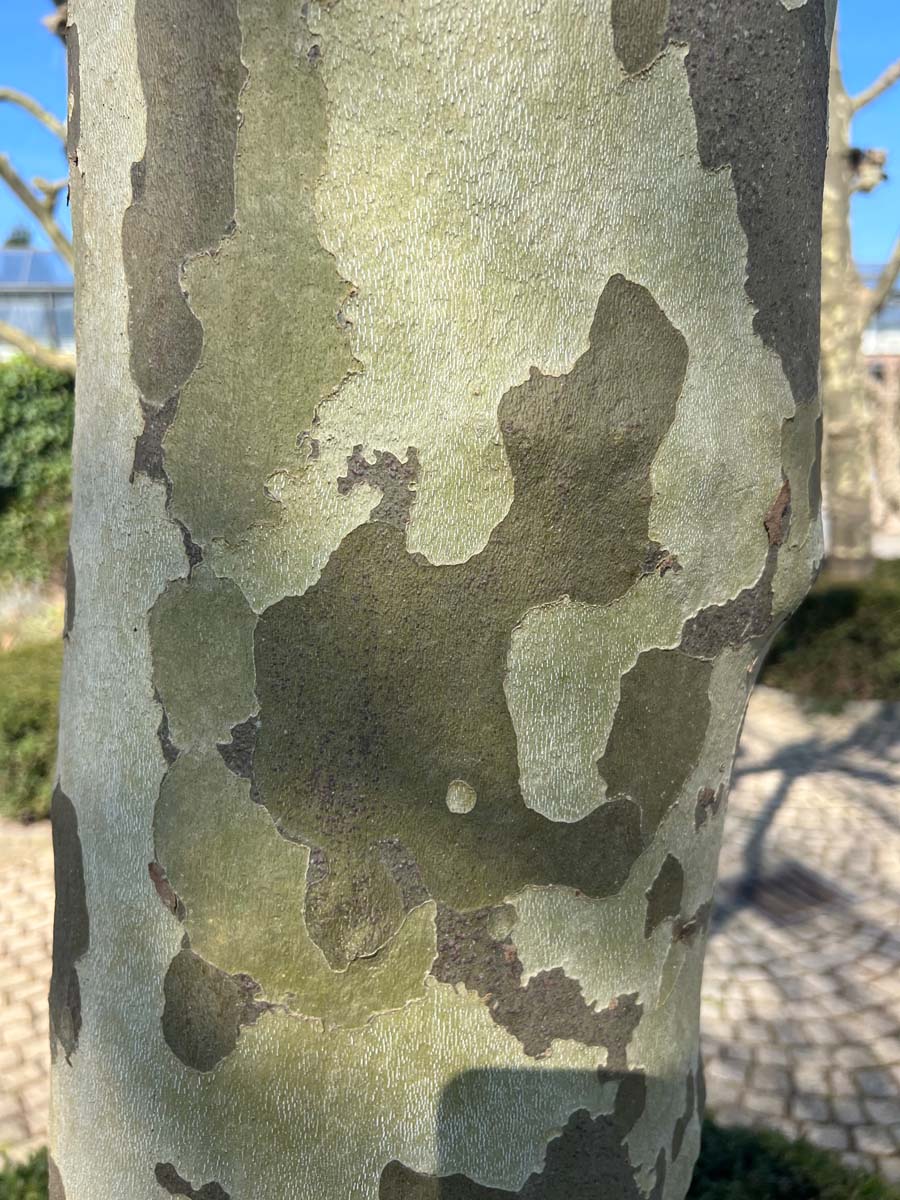 Platanus hispanica dakboom stam