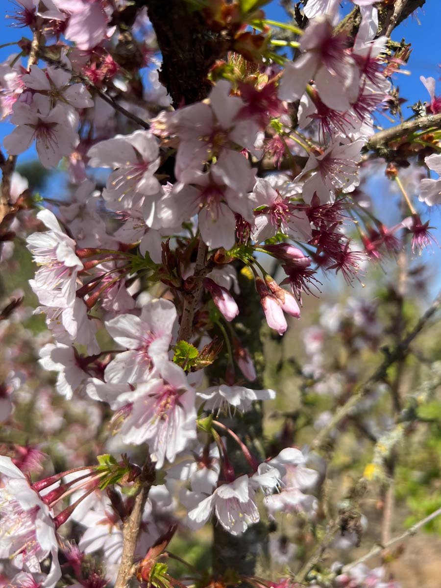 Prunus incisa 'Cunera' meerstammig / struik bloesem